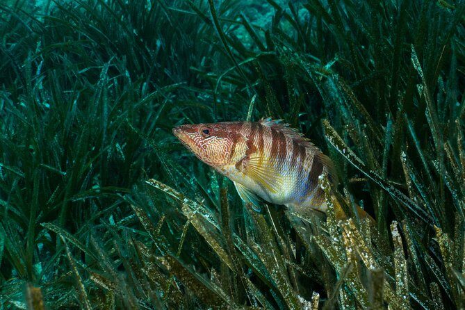 Mallorca: Discover Scuba Diving from the beach - An In-Depth Look at the Experience