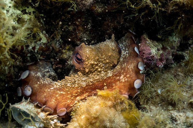 Mallorca: Discover Scuba Diving from the beach - The Sum Up