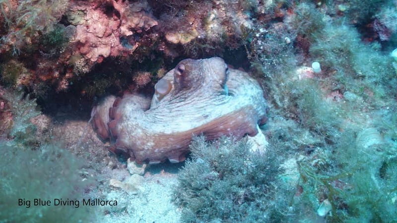 Mallorca: Discover Scuba Diving from the boat - Exploring the Mallorca Discover Scuba Tour