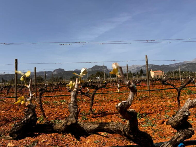 mallorca-discover-the-secret-treasures-of-the-local-wine