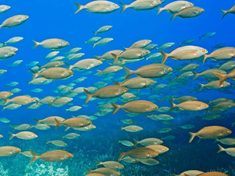 Mallorca: Diving without a license with an instructor from a boat - Cap de Formentor - Introduction to the Mallorca Diving Experience