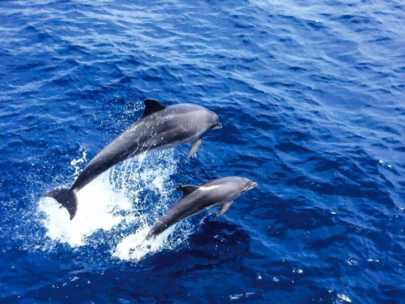 mallorca-dolphin-watching-cruise
