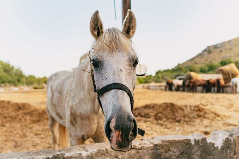 mallorca-horseback-riding-experience-with-food-options