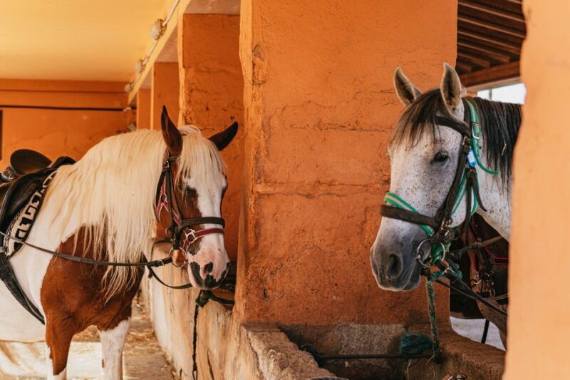 mallorca-horseback-riding-experience-with-food-options