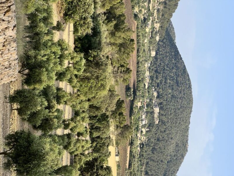 Mallorca Orange Valley Vintage train and orange farm - Practical Details & What to Expect