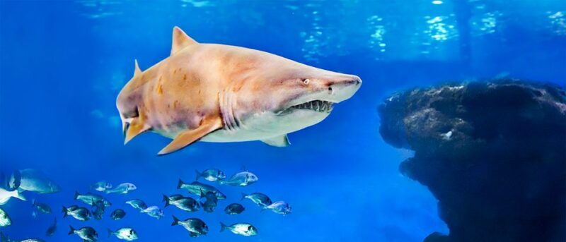 mallorca-palma-aquarium-entry-ticket-w-optional-3d-cinema