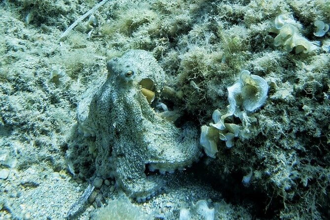 mallorca-private-reservationscuba-dive-photo-video