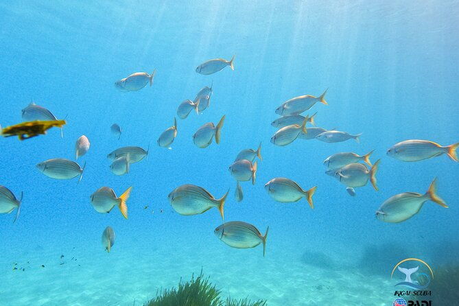 mallorca-private-reservationscuba-dive-photo-video