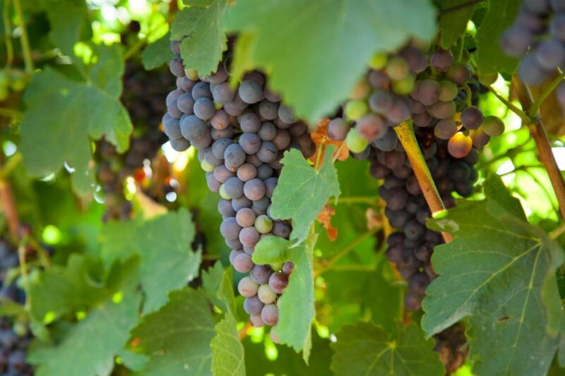 mallorca-private-wine-tour-with-tasting-and-picnic