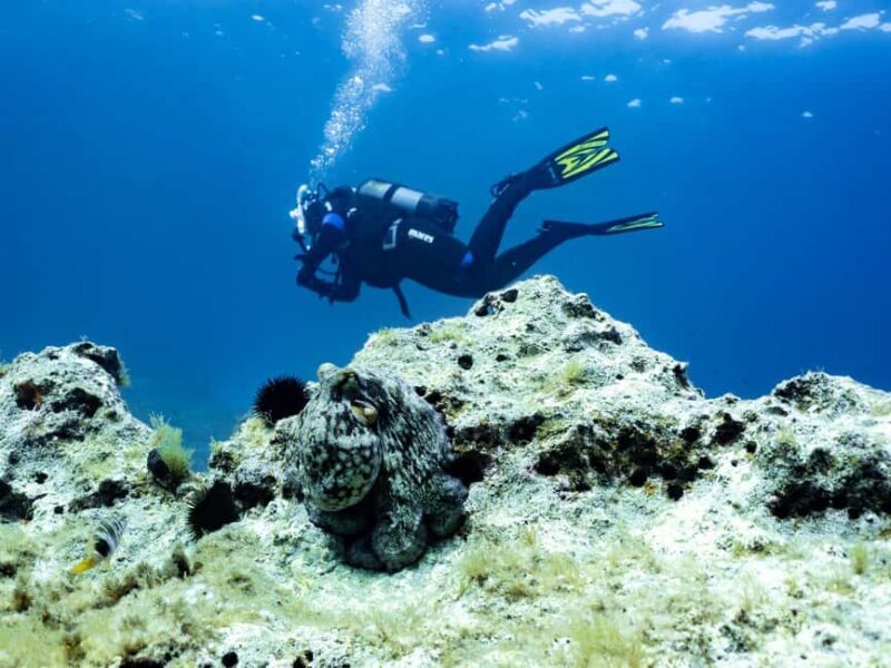 Mallorca: Scuba Dive Adventure Cap Formentor - 1 Dive (license required) - What’s Included and What to Prepare