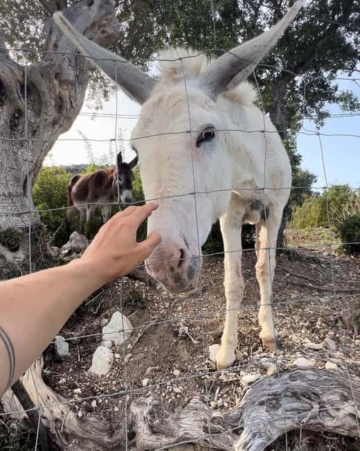 Mallorca: Self guided E-Scooter tour - Countryside - Key Points