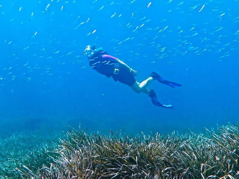 Mallorca: Snorkeling tour with instructor from a boat in a hidden bay - Who Would Love This Tour?