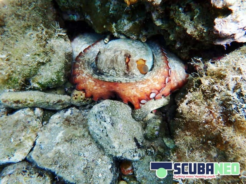 Mallorca: Snorkeling tour with instructor from a boat in a hidden bay - FAQ
