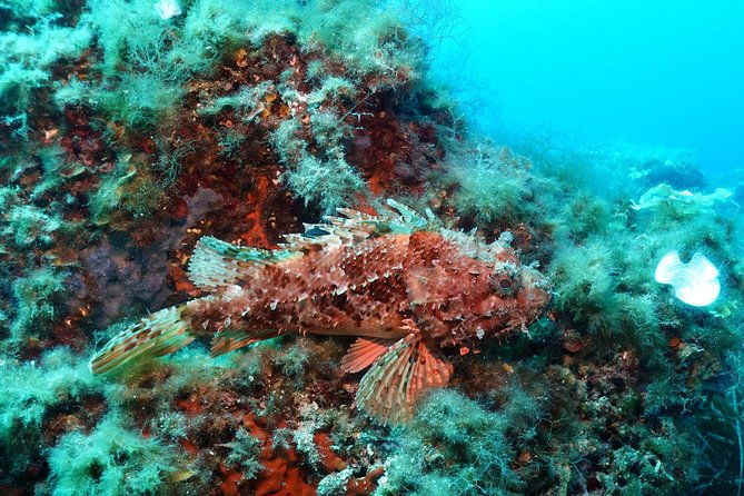 mallorca-ssi-open-water-diver-course