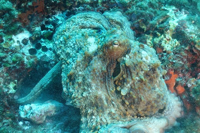 mallorca-ssi-open-water-diver-course