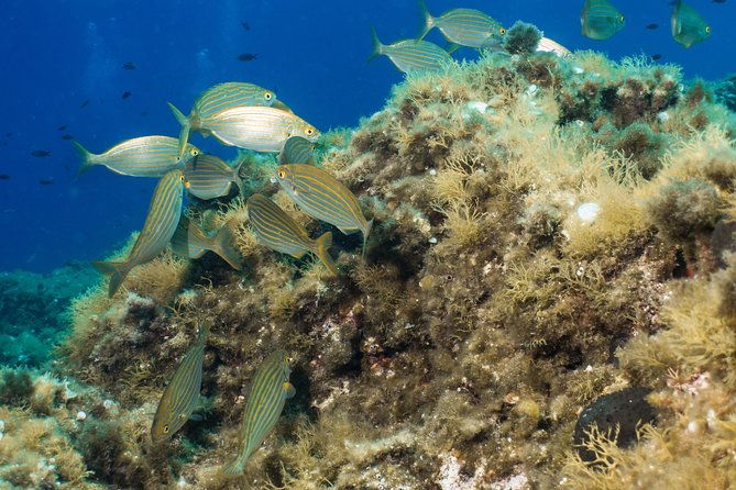 mallorca-ssi-open-water-diver-course