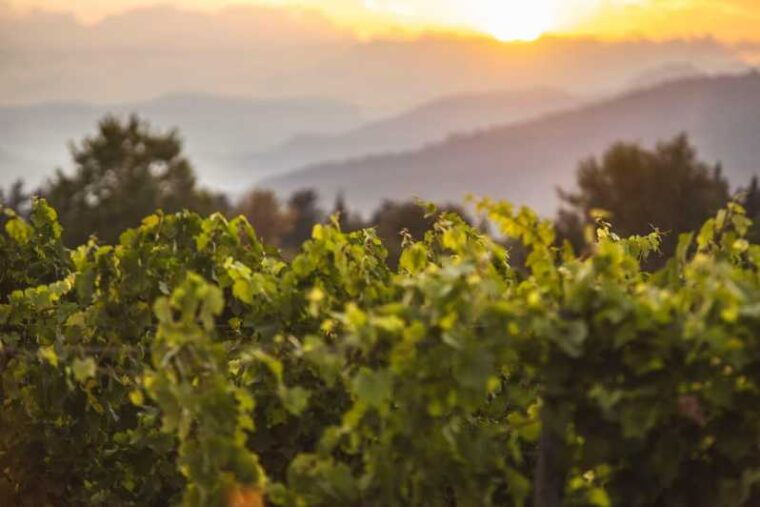 mallorca-sunset-wine-tasting-minibus-tour-english-guide