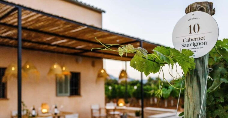 mallorca-sunset-wine-tasting-minibus-tour-german-guide