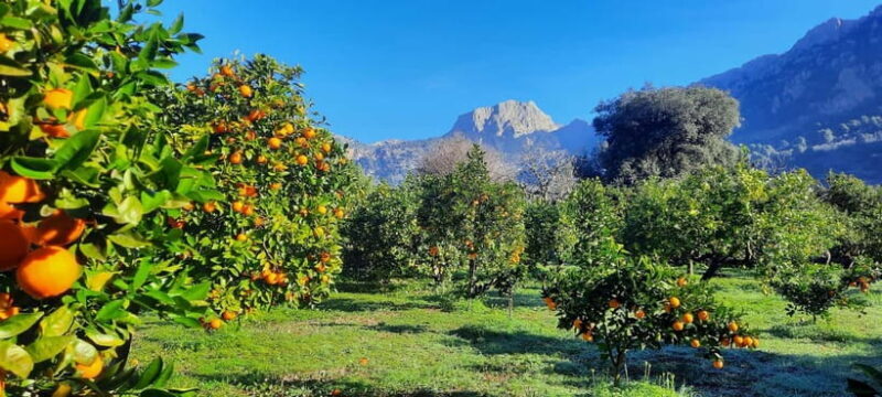 Mallorca: West Coast & Orange Valley Minbustour - Key Points