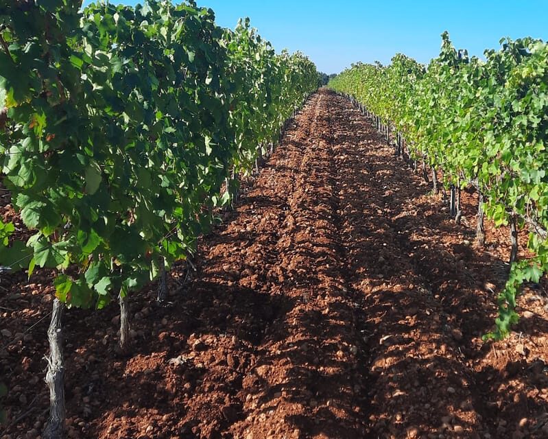 Mallorca: Wine Cellar Tour XL - including 3 Wine Tastings - Introduction