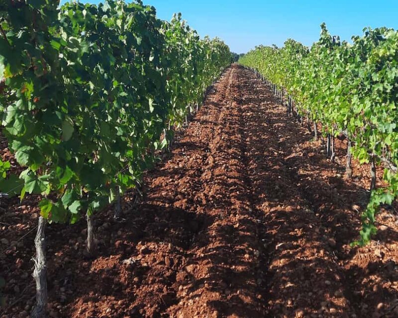 Mallorca: Wine Cellar Tour XL - including 3 Wine Tastings - The Sum Up