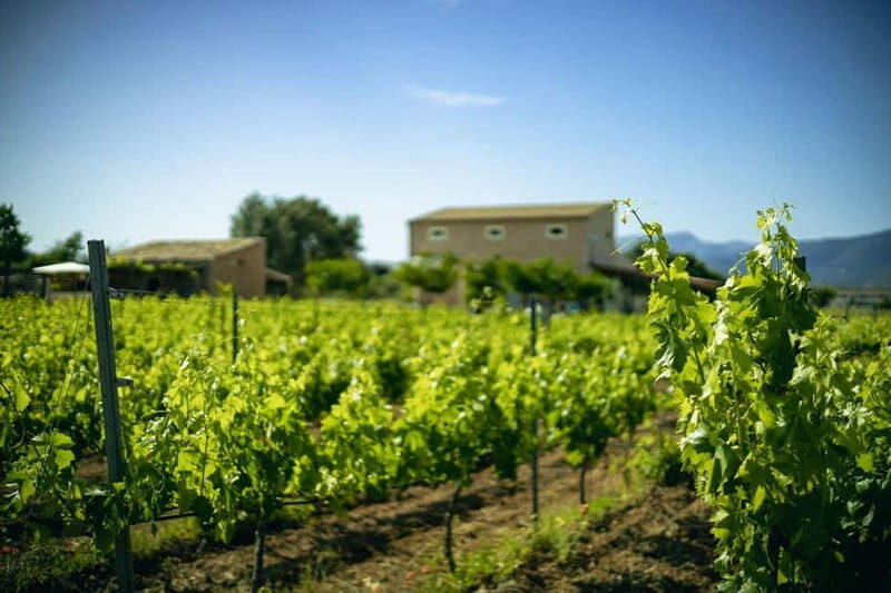 Mallorca: Winery visit and wine tasting, with Mallorcan products - What’s Included and What to Bring