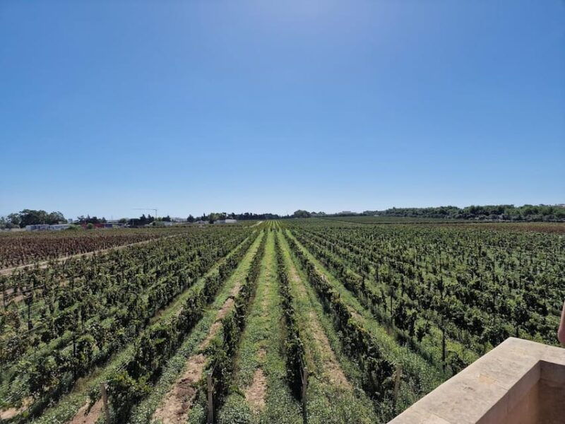 malta-2-hours-wine-tasting-experience-with-food-pairings