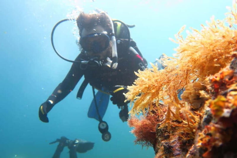 Malta: Scuba Diving Experience for Beginners w/certificate - An In-Depth Look at the Malta Scuba Experience