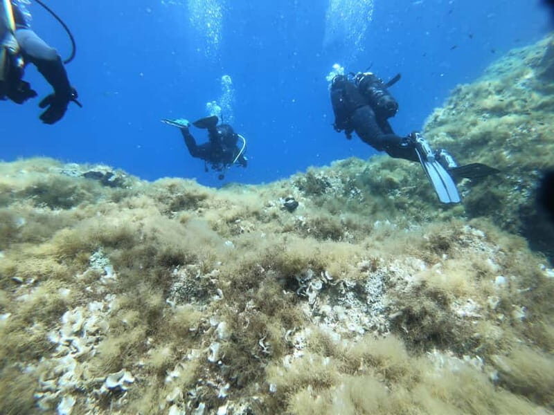Malta: St. Paul's Bay 1 Day Scuba Diving Course - Final Words