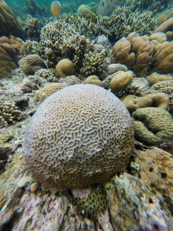 Manado: Bunaken National Park Snorkeling or Diving Tour - Scenic Boat Rides and Island Vibes