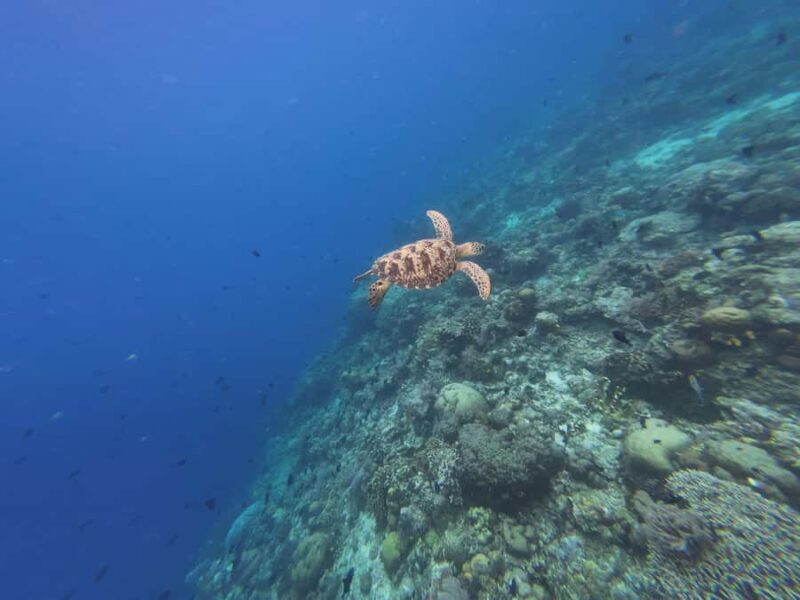 Manado: Bunaken National Park Snorkeling or Diving Tour - Practical Details: What You Need to Know