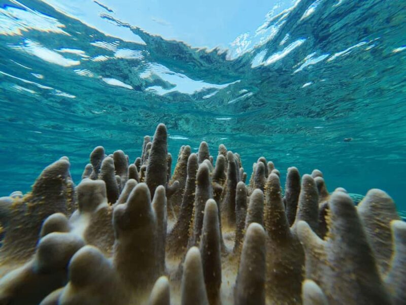 Manado: Bunaken National Park Snorkeling or Diving Tour - Review Insights & Real Traveler Experiences