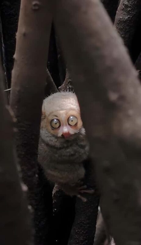 Manado: Tarsier Mangrove Forest Kayak Tour - Whats Included & How It Adds Value