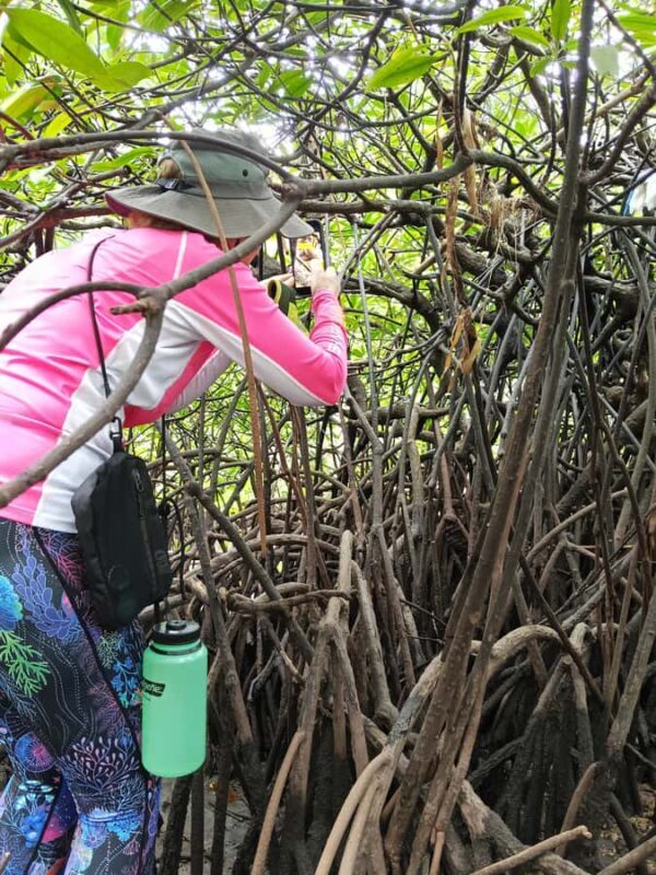 Manado: Tarsier Mangrove Forest Kayak Tour - The Sum Up