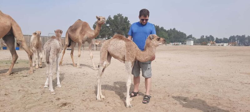 Manama: Bahrain Half-Day Desert Tour - Key Points