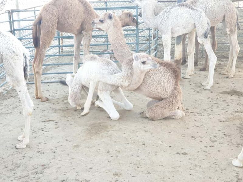 Manama: Bahrain Half-Day Desert Tour - Whats Included and Whats Not