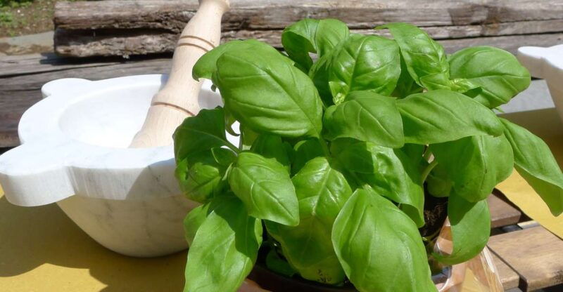 manarola-pesto-making-class-with-tasting-and-wine