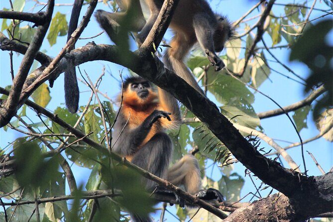 Manas National Park Safari, Lunch with pick up from Guwahati - How the Tour is Structured