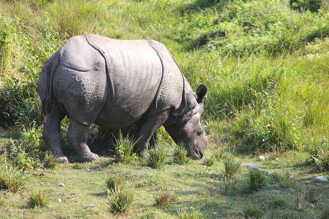 Manas National Park Safari, Lunch with pick up from Guwahati - Authenticity and Unique Experience