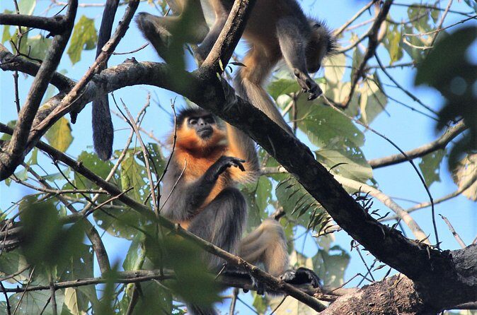 Manas National Park Safari, Lunch with pick up from Guwahati - In The Sum Up