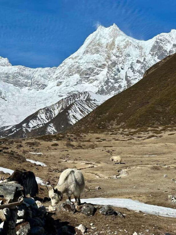 manaslu-circuit-trek-with-larkya-la-pass-hidden-gems