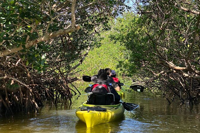 manatee-and-dolphin-kayak-tour