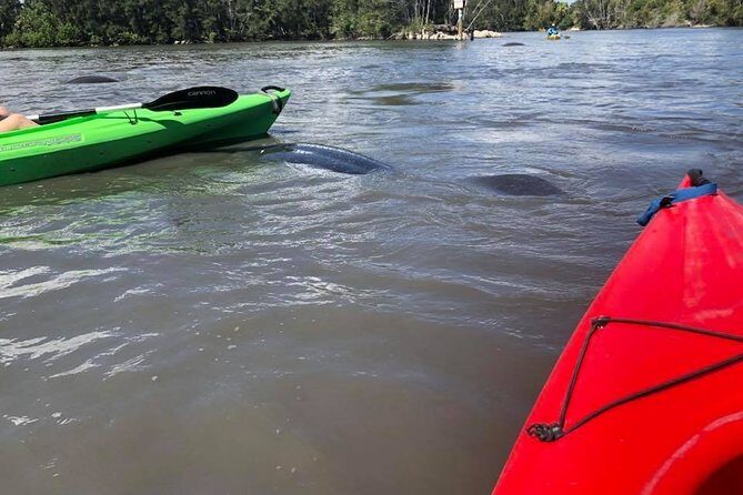 Manatee and Dolphin Kayaking Encounter - Frequently Asked Questions