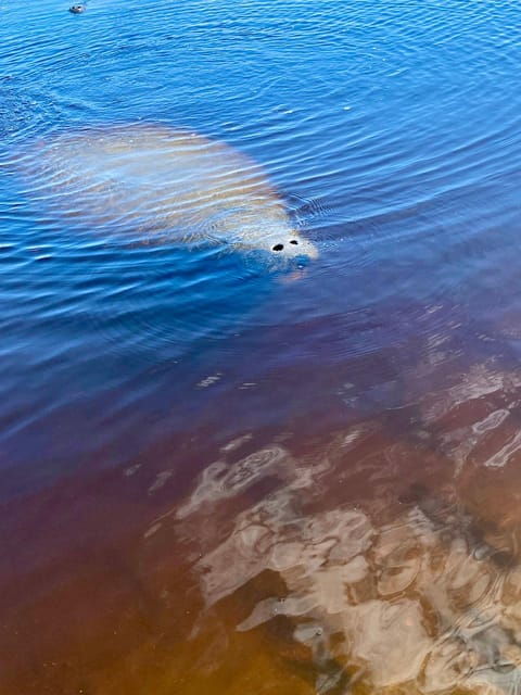manatee-and-nature-tour-of-ormond-beach