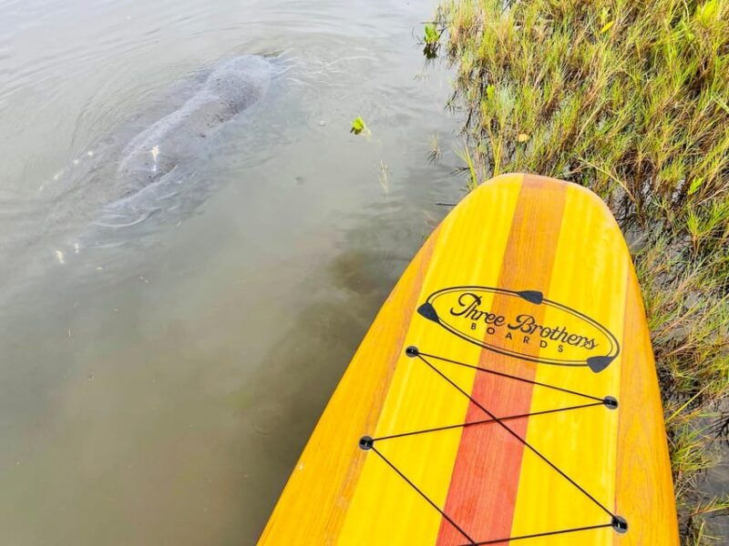 manatee-and-nature-tour-of-ormond-beach