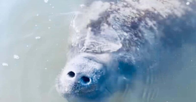 manatee-and-nature-tour-of-ormond-beach