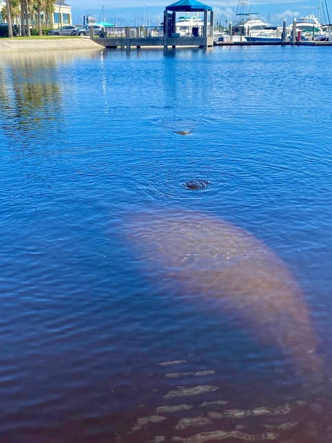 manatee-and-nature-tour-of-ormond-beach