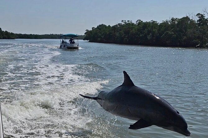 manatee-dolphin-and-10000-islands-sunset-cruise-2