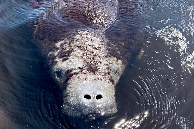 manatee-dolphin-and-10000-islands-sunset-cruise-2