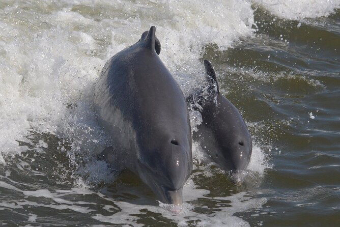 manatee-dolphin-and-10000-islands-sunset-cruise-2